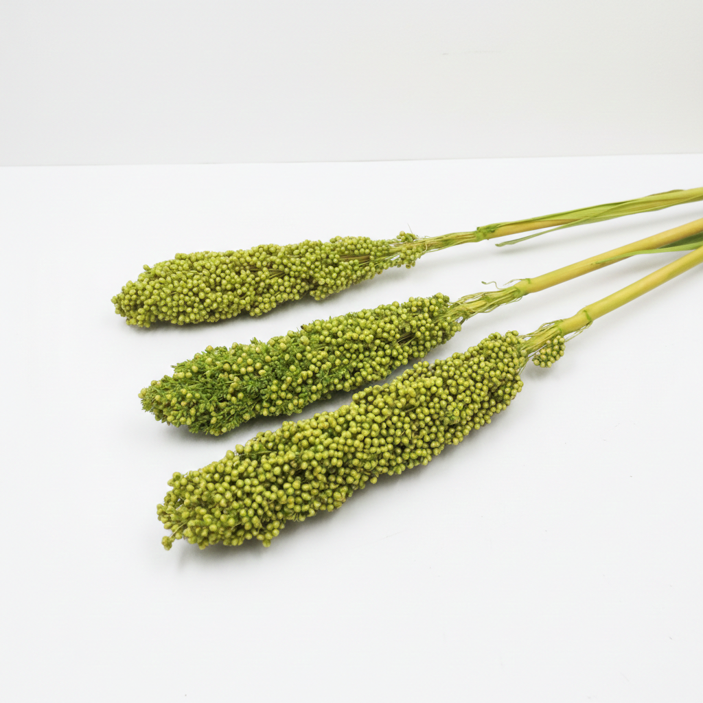 Sušený čirok Indian Corn zelený – přírodní dekorace s jemně zelenými klasy